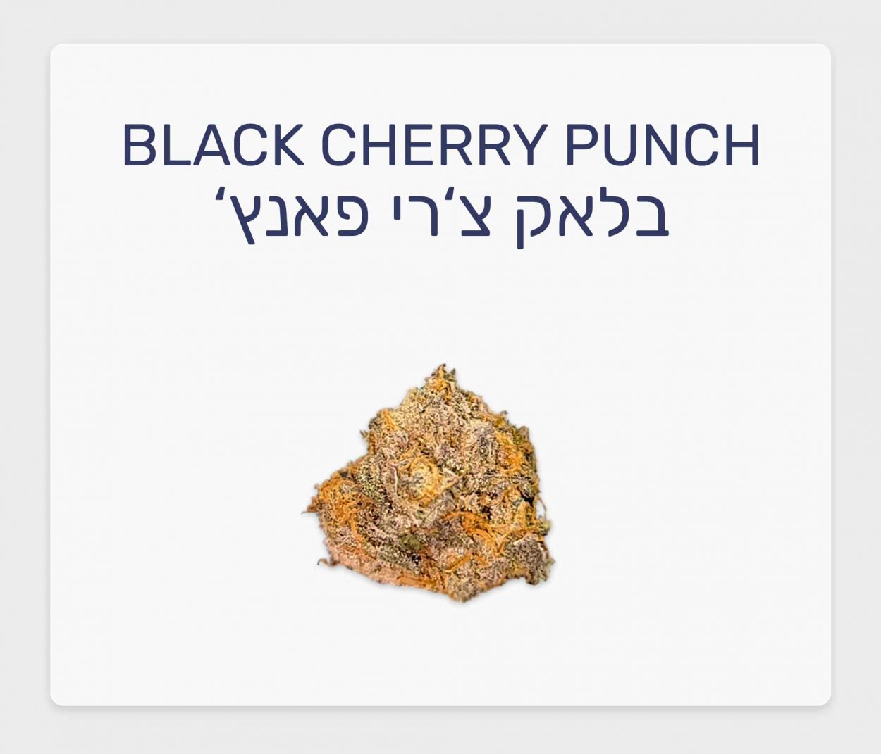 סקירת זן בלאק צ'רי פאנץ' – תפרחת קנאביס רפואי T20/C4 אינדיקה