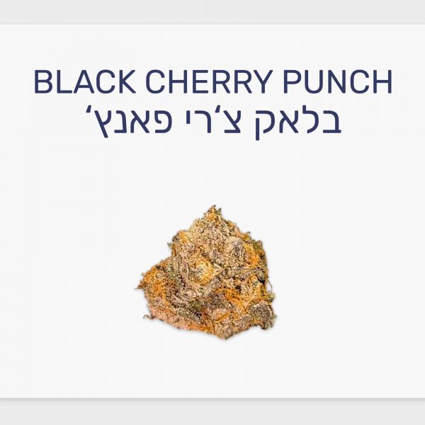 סקירת זן בלאק צ'רי פאנץ' – תפרחת קנאביס רפואי T20/C4 אינדיקה