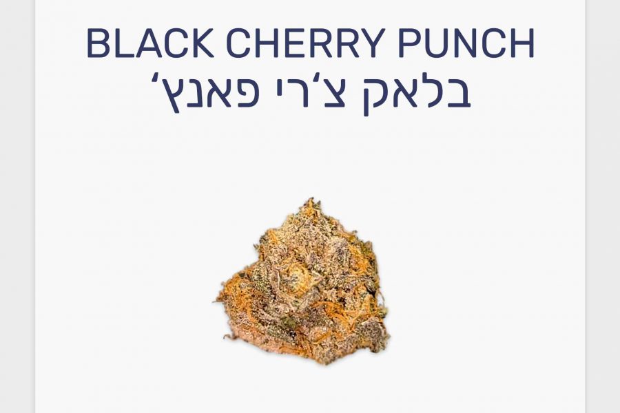 סקירת זן בלאק צ'רי פאנץ' – תפרחת קנאביס רפואי T20/C4 אינדיקה