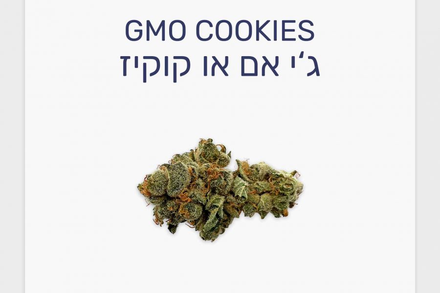 סקירת זן ג'י אם או קוקיז – תפרחת קנאביס רפואי T20/C4 אינדיקה