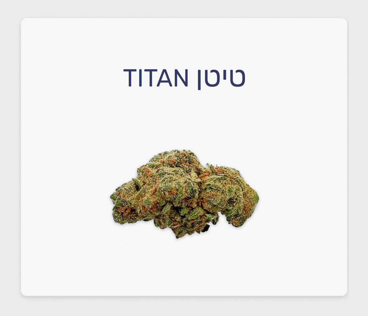 סקירת זן טיטן – תפרחת קנאביס רפואי T20/C4 סאטיבה