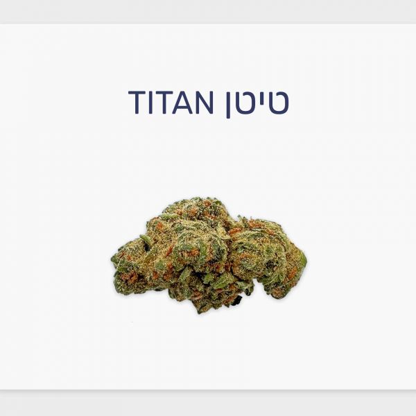 סקירת זן טיטן – תפרחת קנאביס רפואי T20/C4 סאטיבה