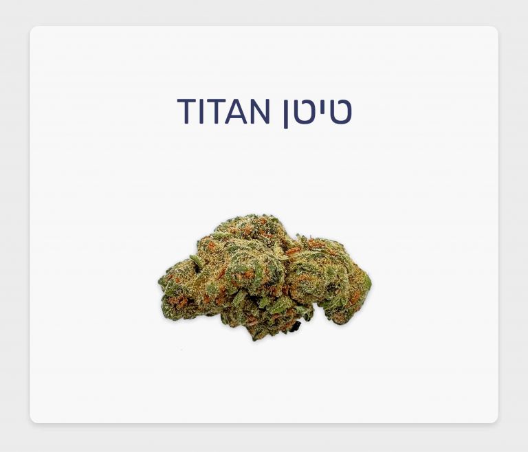 סקירת זן טיטן – תפרחת קנאביס רפואי T20/C4 סאטיבה