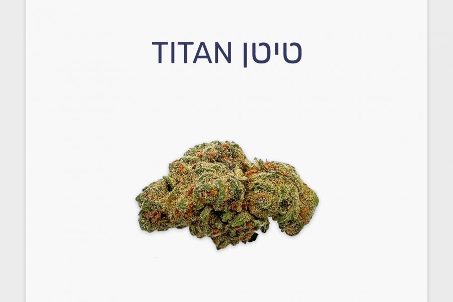 סקירת זן טיטן – תפרחת קנאביס רפואי T20/C4 סאטיבה