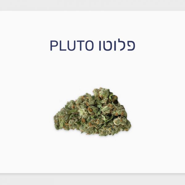 סקירת זן פלוטו – תפרחת קנאביס רפואי T20/C4 אינדיקה