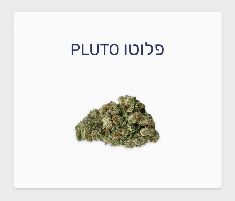 סקירת זן פלוטו – תפרחת קנאביס רפואי T20/C4 אינדיקה