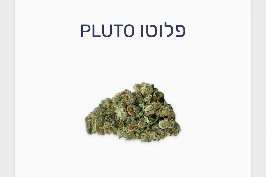 סקירת זן פלוטו – תפרחת קנאביס רפואי T20/C4 אינדיקה