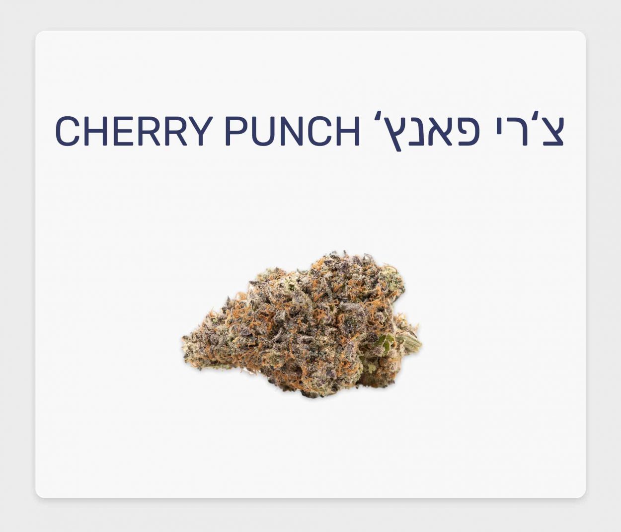 סקירת זן צ'רי פאנץ' – תפרחת קנאביס רפואי T20/C4 אינדיקה