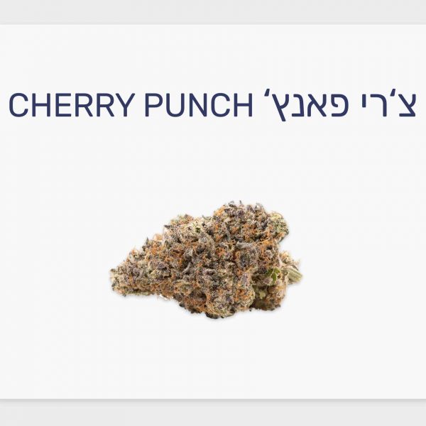 סקירת זן צ'רי פאנץ' – תפרחת קנאביס רפואי T20/C4 אינדיקה