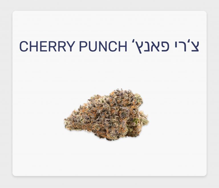 סקירת זן צ'רי פאנץ' – תפרחת קנאביס רפואי T20/C4 אינדיקה