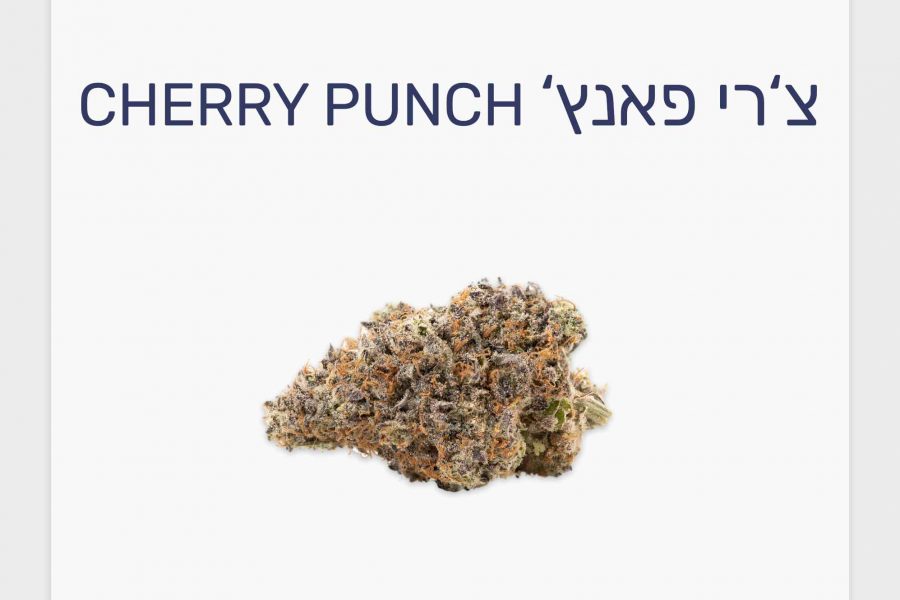 סקירת זן צ'רי פאנץ' – תפרחת קנאביס רפואי T20/C4 אינדיקה