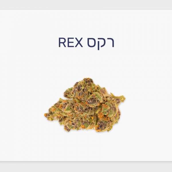 סקירת זן – תפרחת רקס T20/C4 היברידי