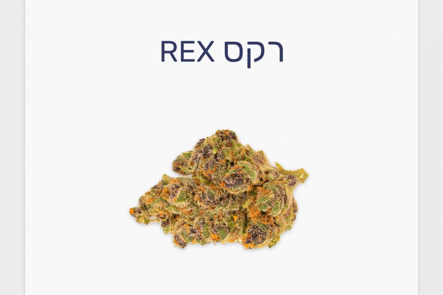 סקירת זן – תפרחת רקס T20/C4 היברידי