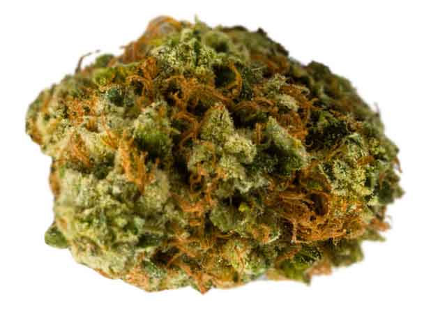 תפרחת מטאגו