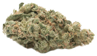 תפרחת מרמלדה