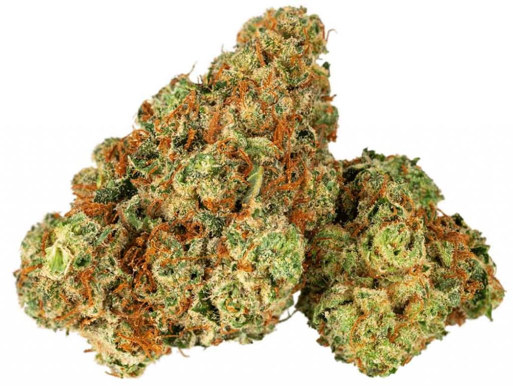 תפרחת סנואו דום