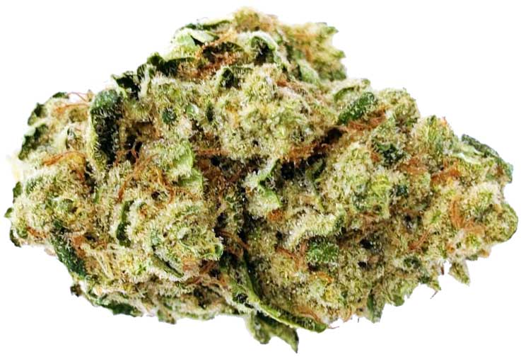 תפרחת דה וינצ'י