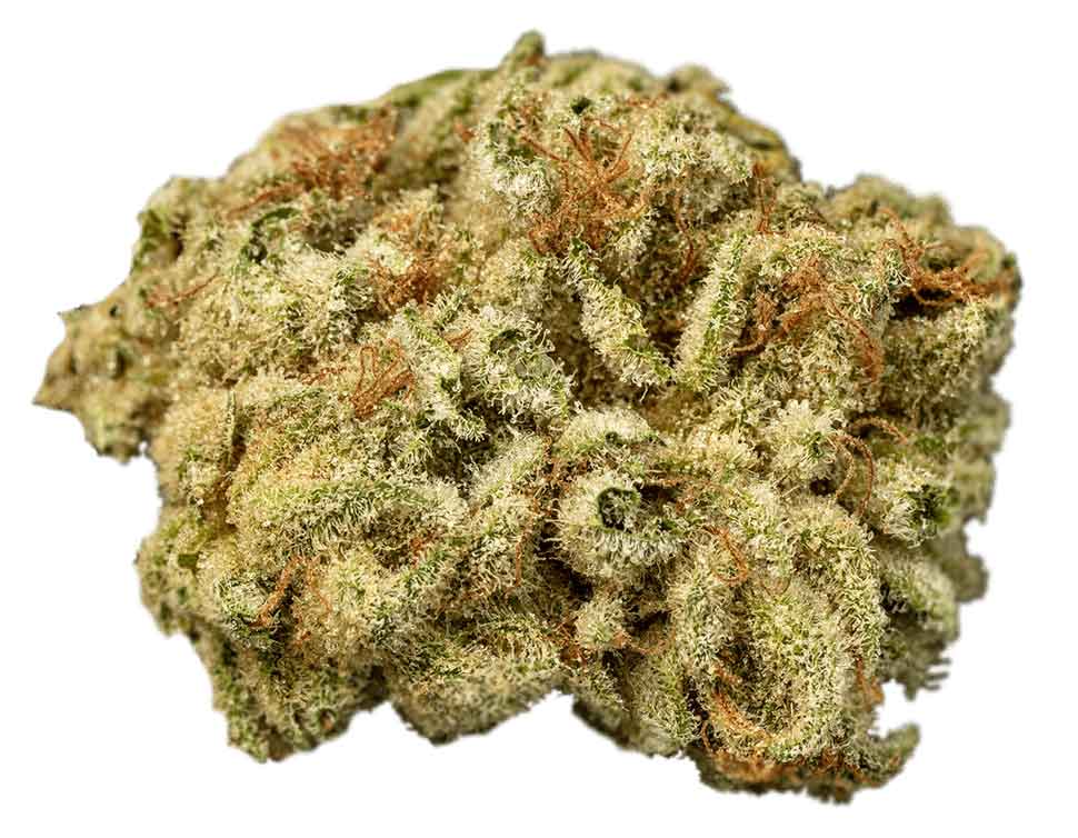 תפרחת הימלאיה הייז