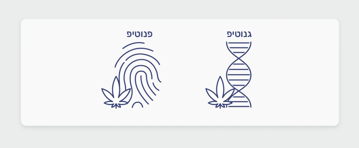 מה הם גנוטיפים ופנוטיפים של קנאביס?