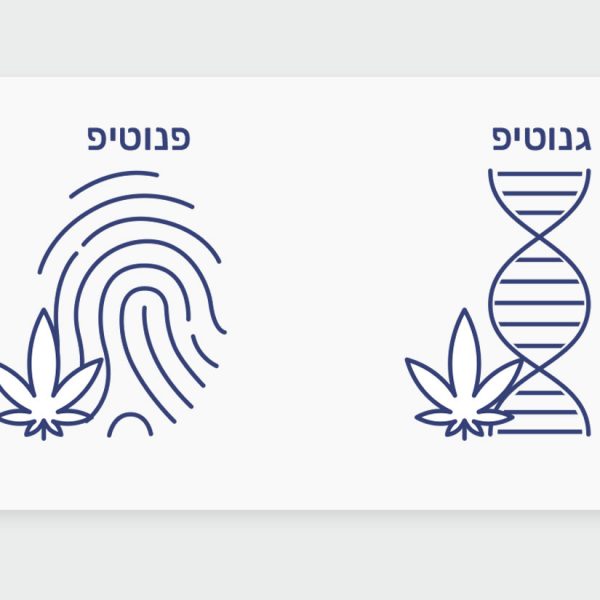 מה הם גנוטיפים ופנוטיפים של קנאביס?