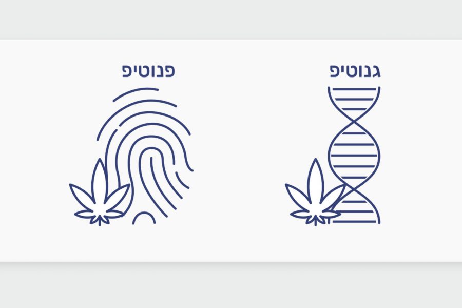 מה הם גנוטיפים ופנוטיפים של קנאביס?