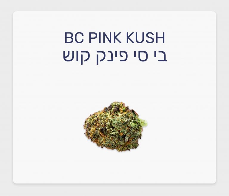 סקירת זן בי סי פינק קוש – תפרחת קנאביס רפואי T20/C4 אינדיקה