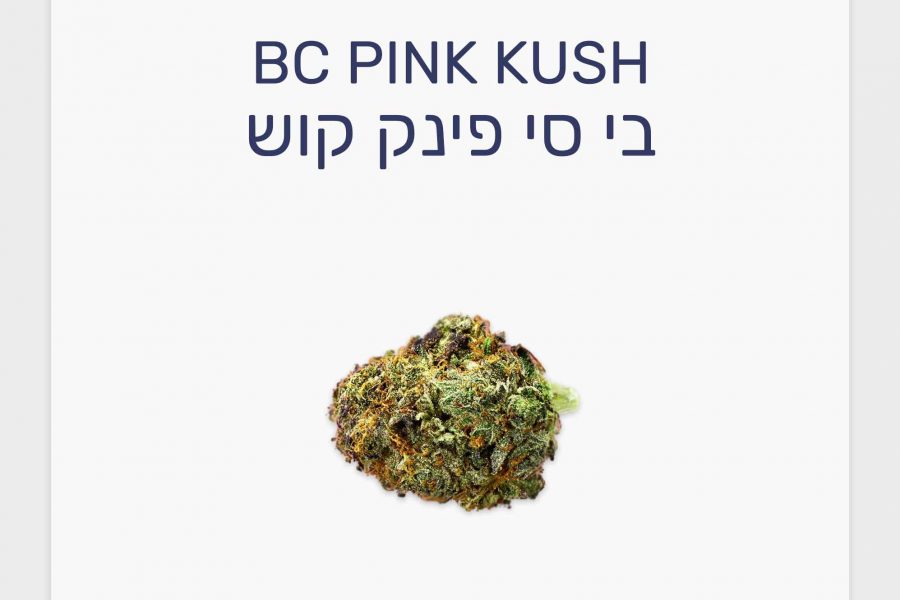 סקירת זן בי סי פינק קוש – תפרחת קנאביס רפואי T20/C4 אינדיקה