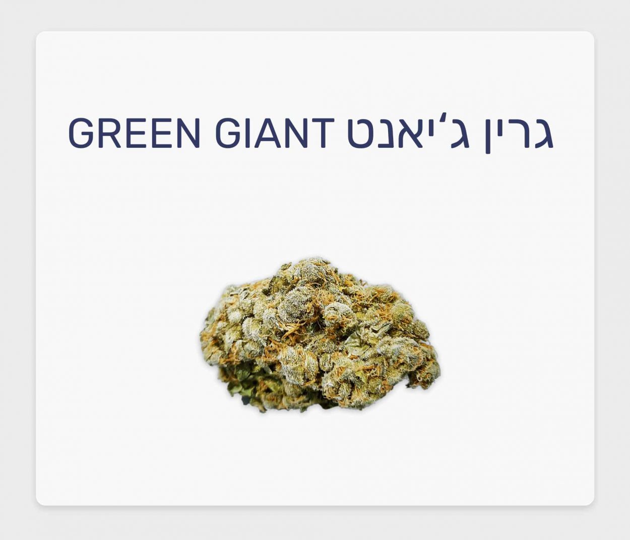 סקירת זן גרין ג'יאנט – תפרחת קנאביס רפואי T20/C4 היברידי