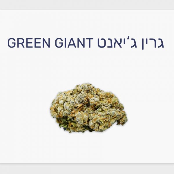 סקירת זן גרין ג'יאנט – תפרחת קנאביס רפואי T20/C4 היברידי