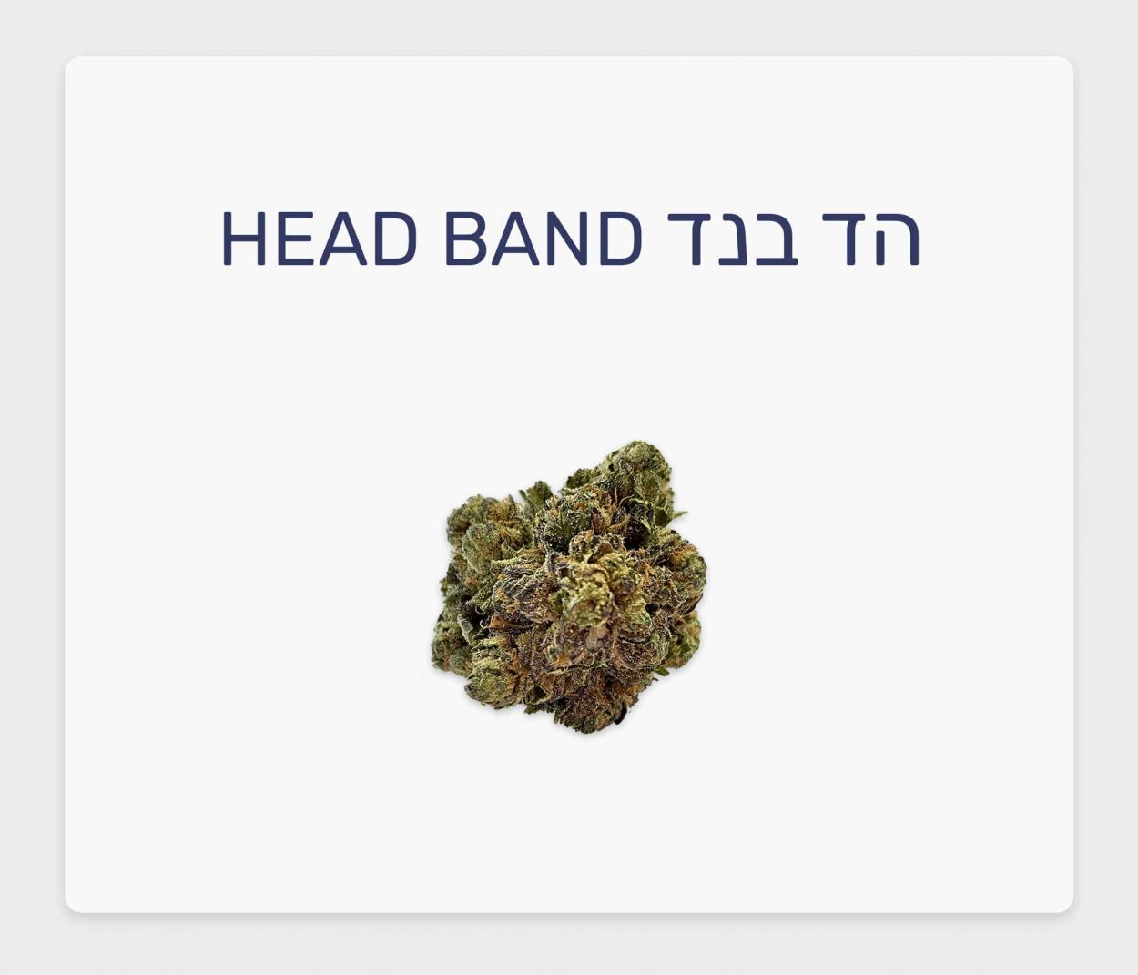 סקירת זן הד בנד – תפרחת קנאביס רפואי T20/C4 סאטיבה