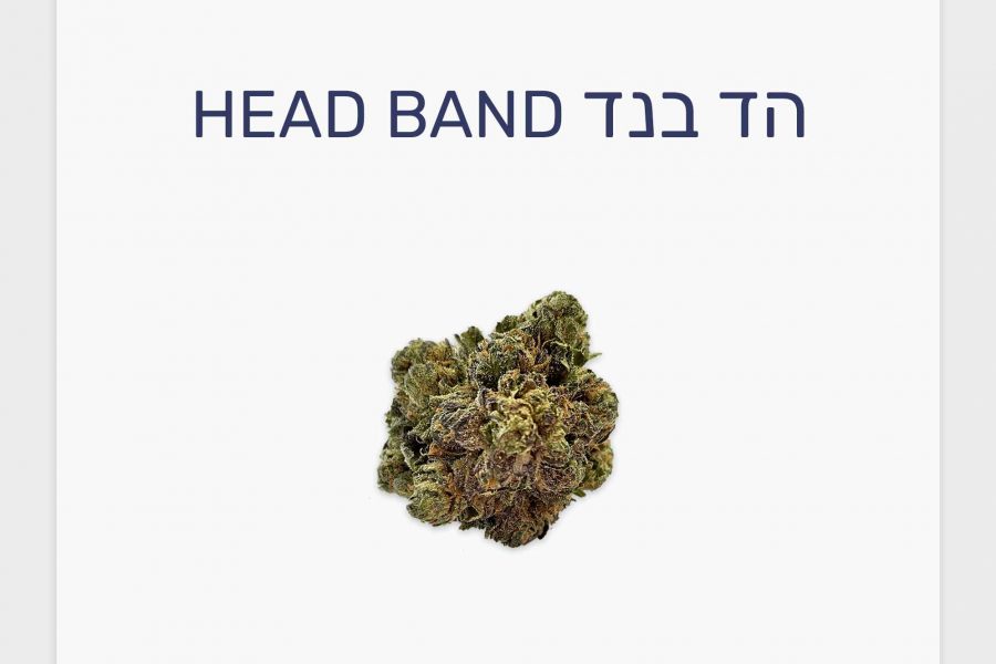 סקירת זן הד בנד – תפרחת קנאביס רפואי T20/C4 סאטיבה