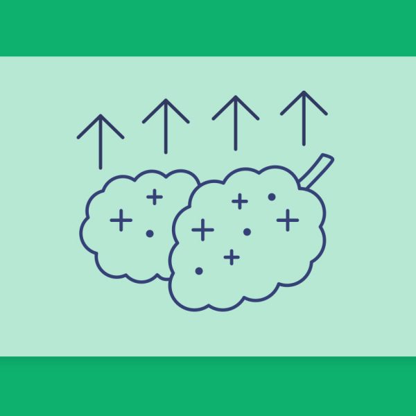 זני קנאביס חזקים במלאי בתי המרקחת