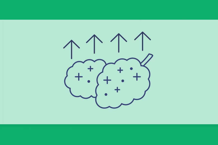 זני קנאביס חזקים במלאי בתי המרקחת