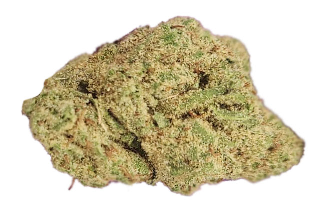 תפרחת יפה כלבנה