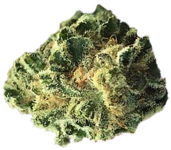 תפרחת אם וי איי