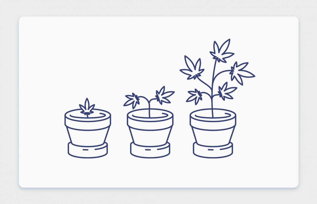 האנטומיה, מבנה וחלקי צמח הקנאביס