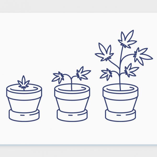 האנטומיה, מבנה וחלקי צמח הקנאביס