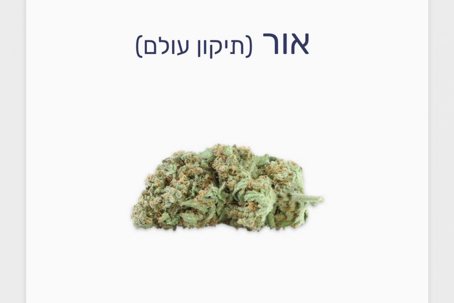 סקירת זן אור – תפרחת קנאביס רפואי T20/C4 אינדיקה