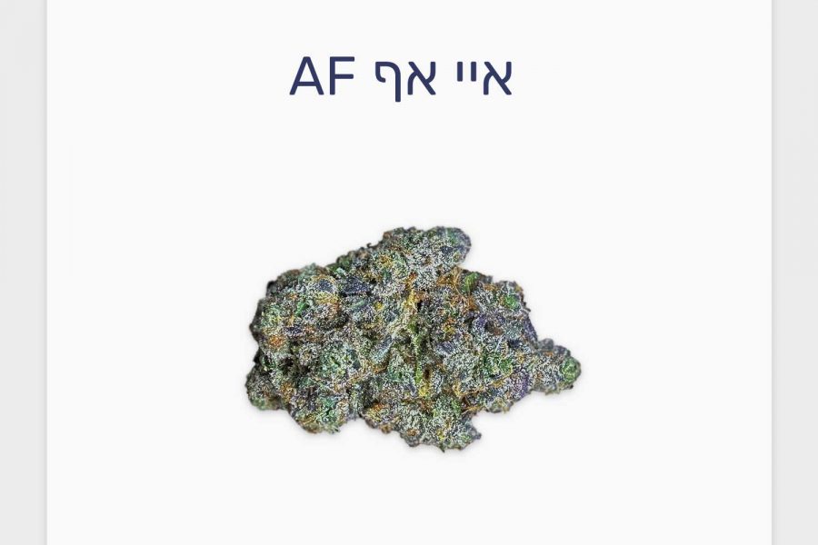 סקירת זן איי אף AF – תפרחת קנאביס רפואי בגידול אינדור ישראלי של חברת טריכום וחברת גרין בויז