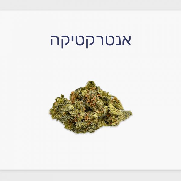 סקירת זן אנטרקטיקה – תפרחת קנאביס רפואי T20/C4 סאטיבה