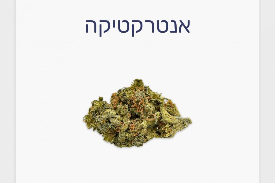 סקירת זן אנטרקטיקה – תפרחת קנאביס רפואי T20/C4 סאטיבה