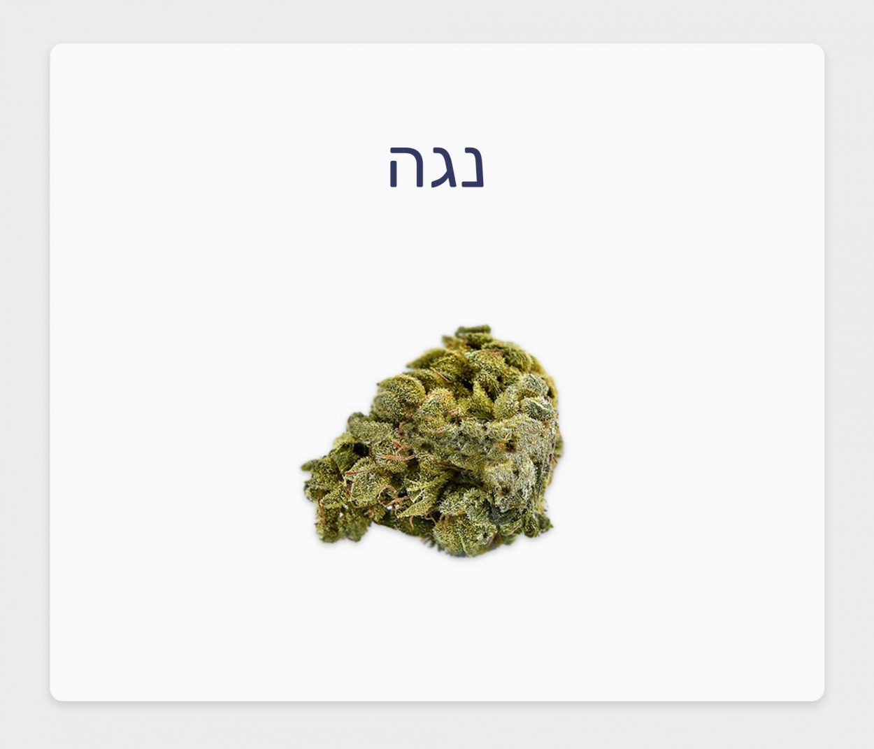 סקירת זן נגה – תפרחת קנאביס רפואי T20/C4 אינדיקה