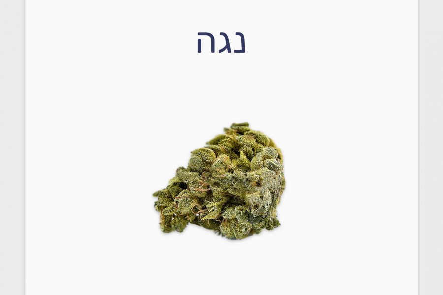 סקירת זן נגה – תפרחת קנאביס רפואי T20/C4 אינדיקה