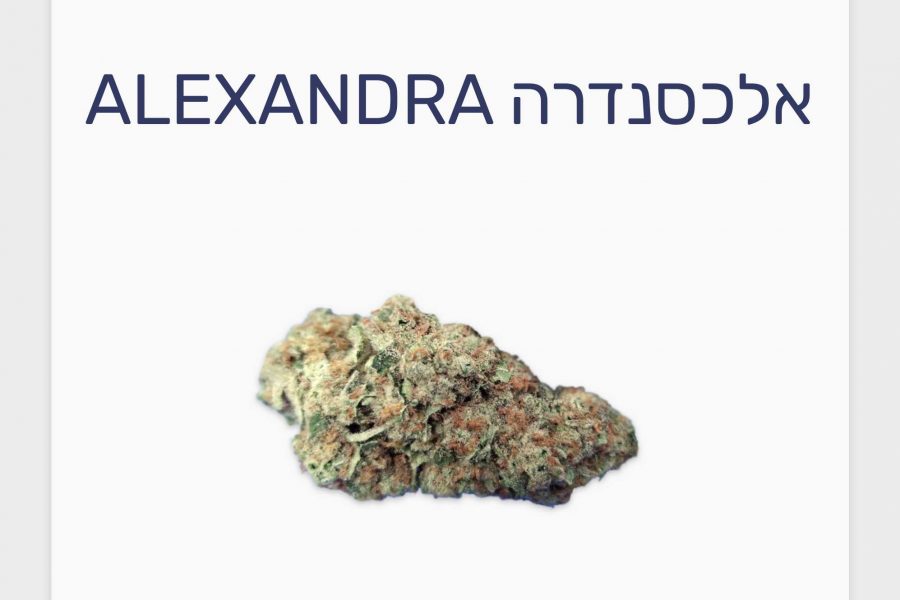 סקירת זן קנאביס רפואי אלכסנדרה – תפרחת T20/C4 אינדיקה