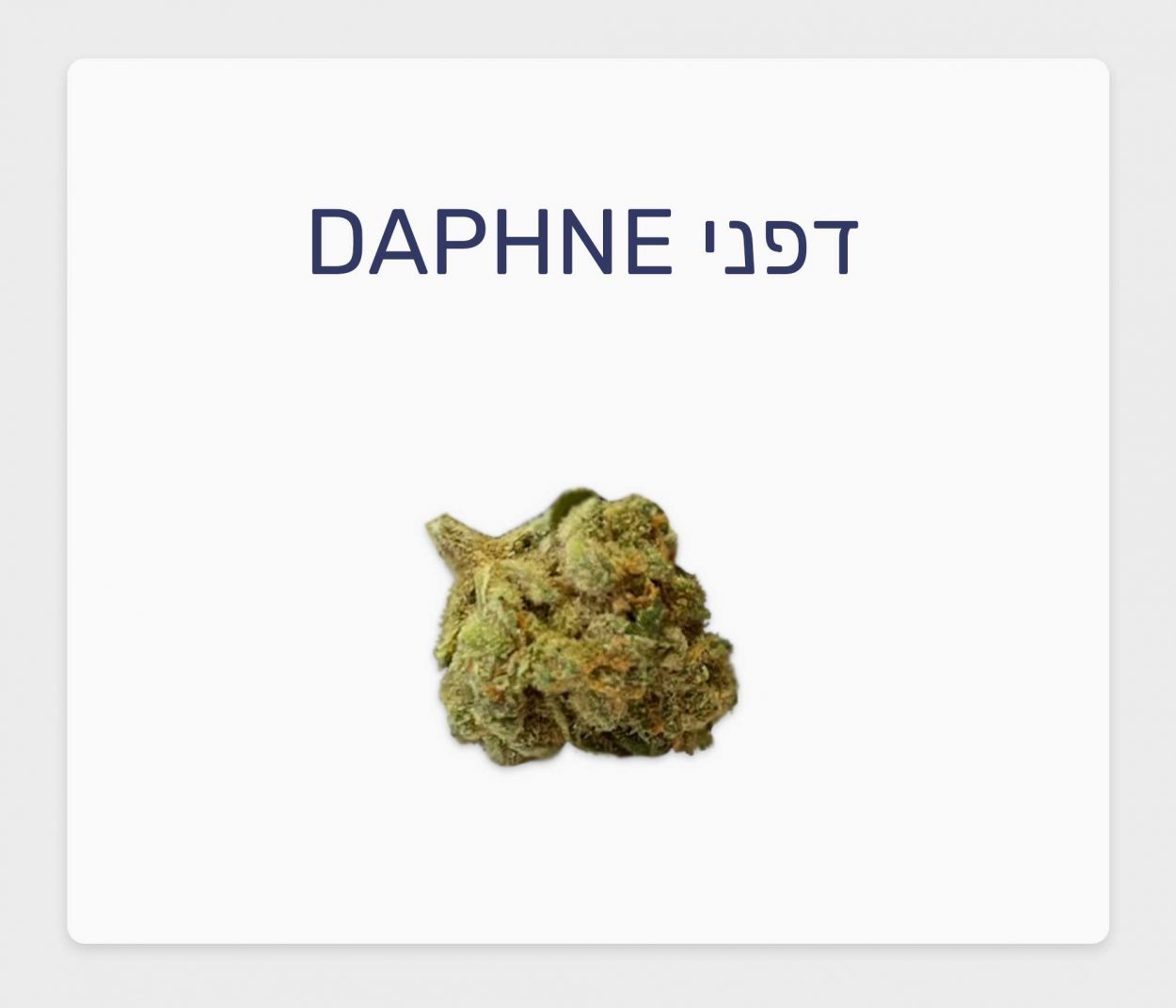 סקירת זן קנאביס רפואי דפני – תפרחת T20/C4 היברידי