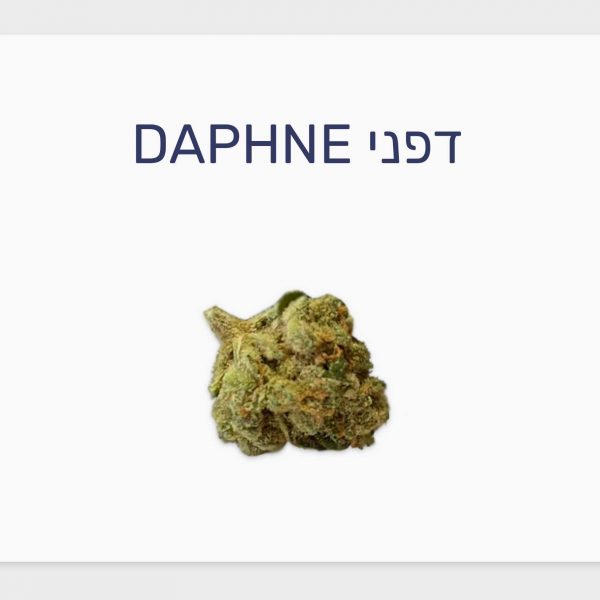 סקירת זן קנאביס רפואי דפני – תפרחת T20/C4 היברידי