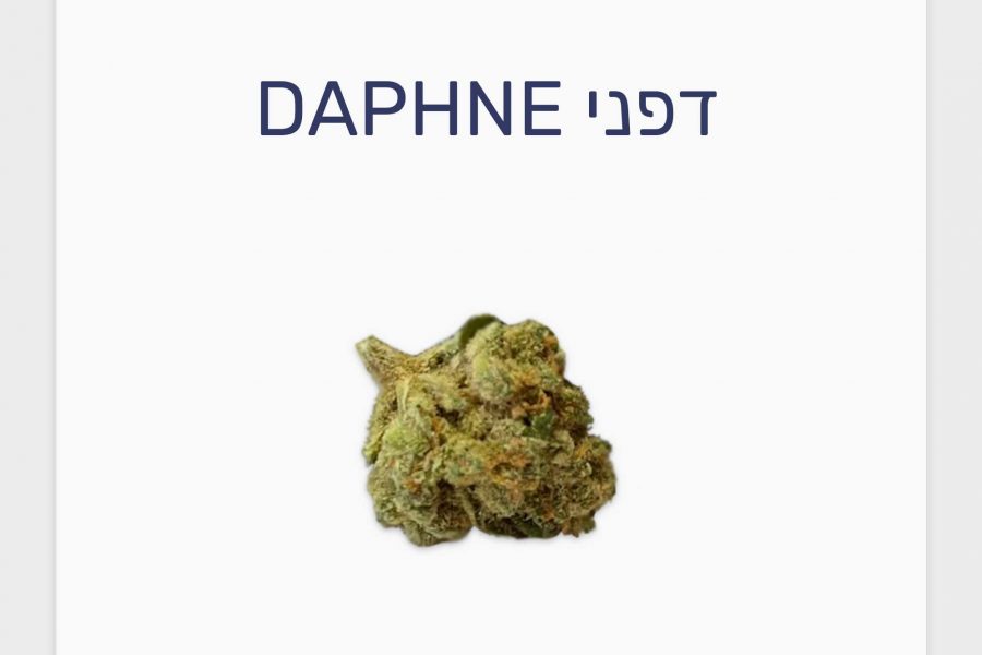 סקירת זן קנאביס רפואי דפני – תפרחת T20/C4 היברידי