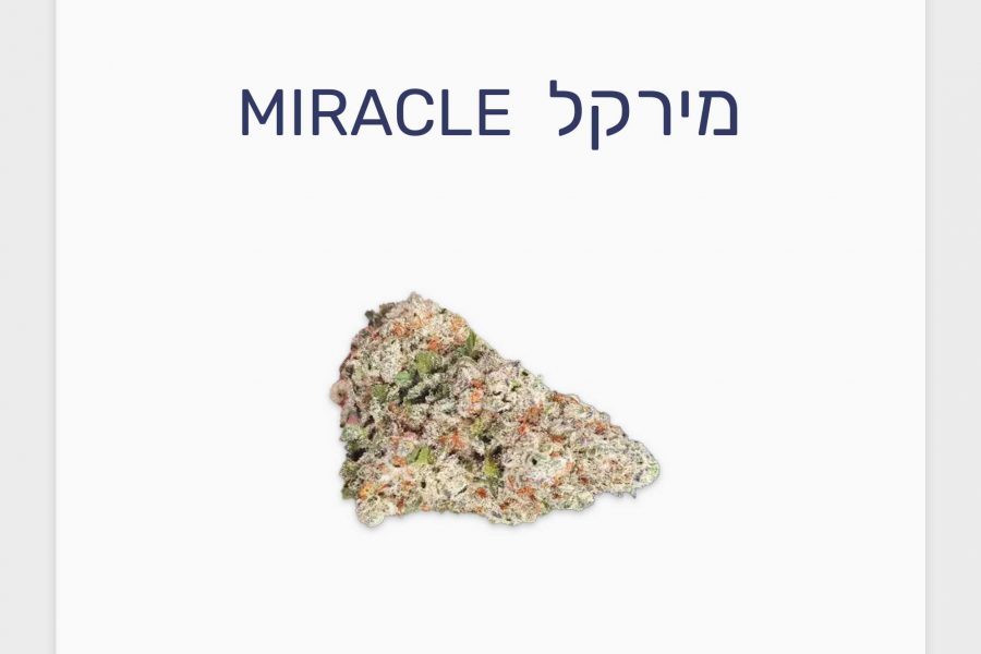 סקירת זן קנאביס רפואי מירקל – תפרחת T20/C4 היברידי