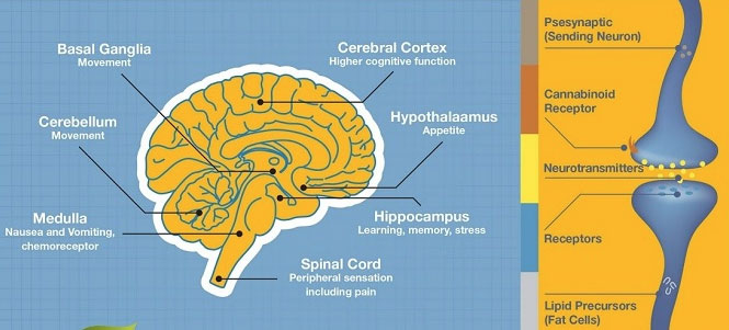 כיצד CBD משפיע על המוח