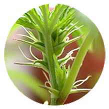 צמח קנאביס דו-מיני, הרמפרודיט